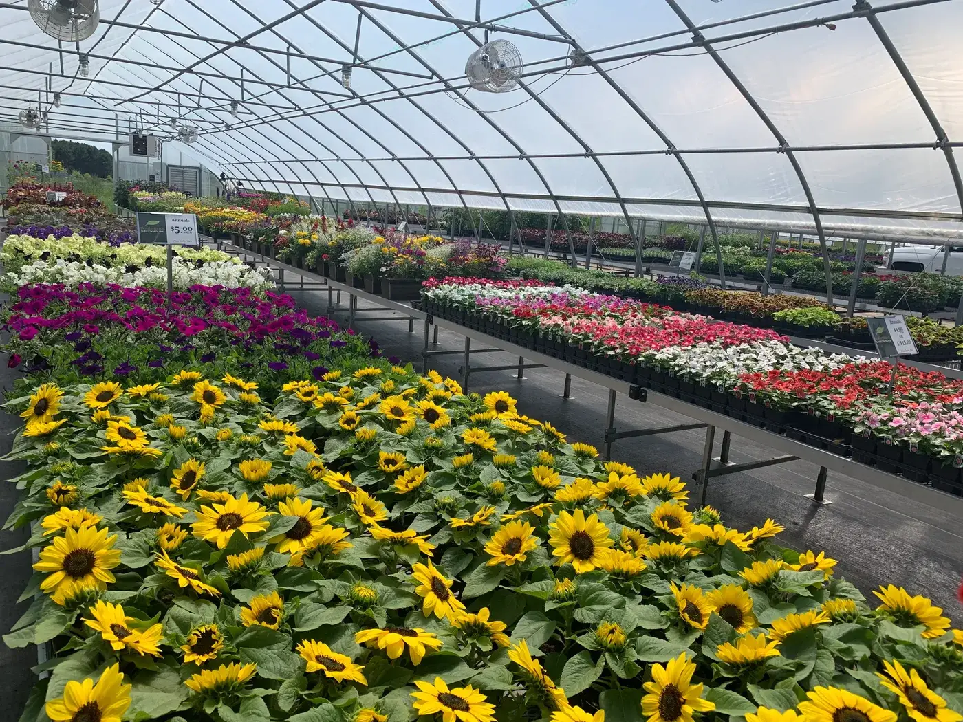 Greenhouse benches full of sunflowers, petunias, and annuals in bloom
