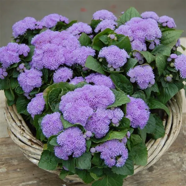 Ageratum Aloha Blue