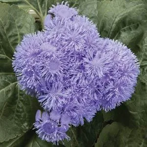 Ageratum High Tide Blue