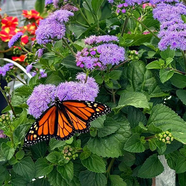 Ageratum Monarch Magic