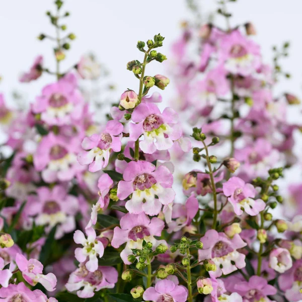 Angelonia Alonia Big Bicolor Pink