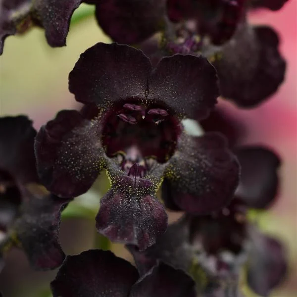Angelonia Angel Flare Black