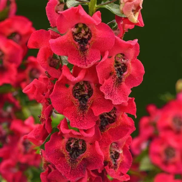 Angelonia Archangel Cherry Red