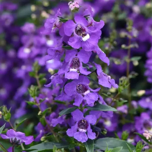 Angelonia Serena Blue