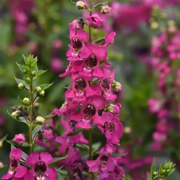 Angelonia Serena Magenta