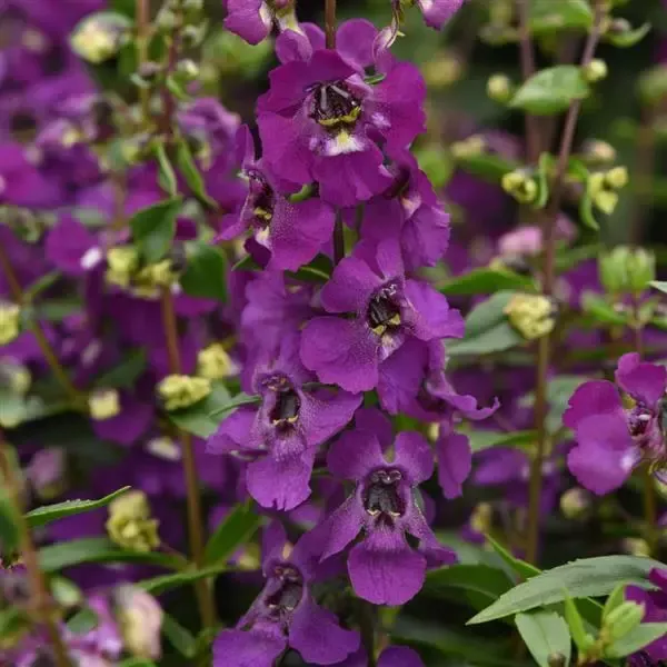 Angelonia Serena Purple