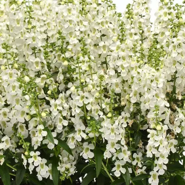 Angelonia Serena White