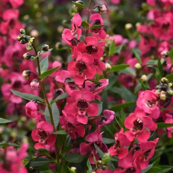Angelonia Serenita Cherry Red