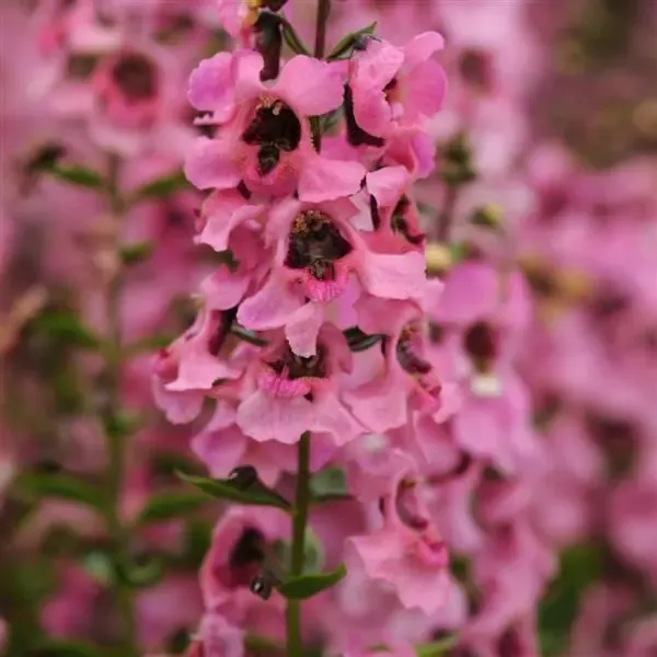 Angelonia Serenita Pink