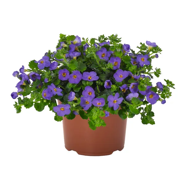 Bacopa Bahia Blue Sand