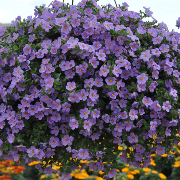 Bacopa Betty Dark Blue