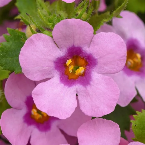 Bacopa MegaCopa Dark Pink