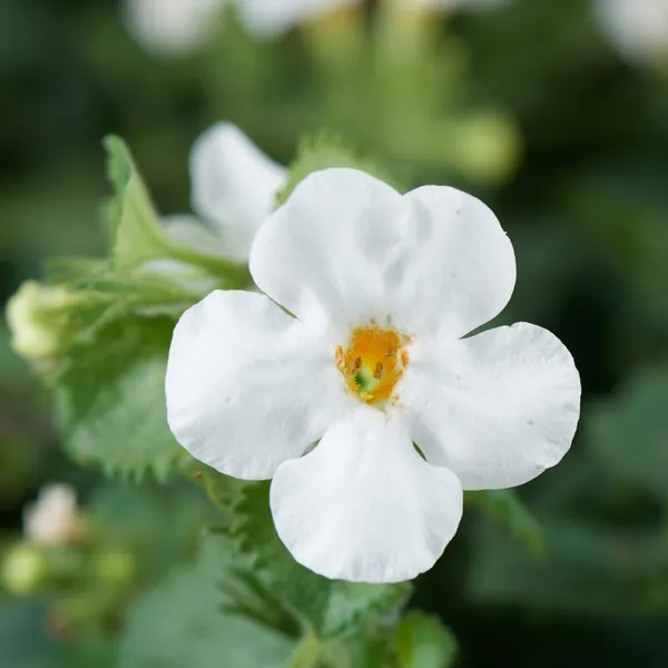 Bacopa Scopia Gulliver White