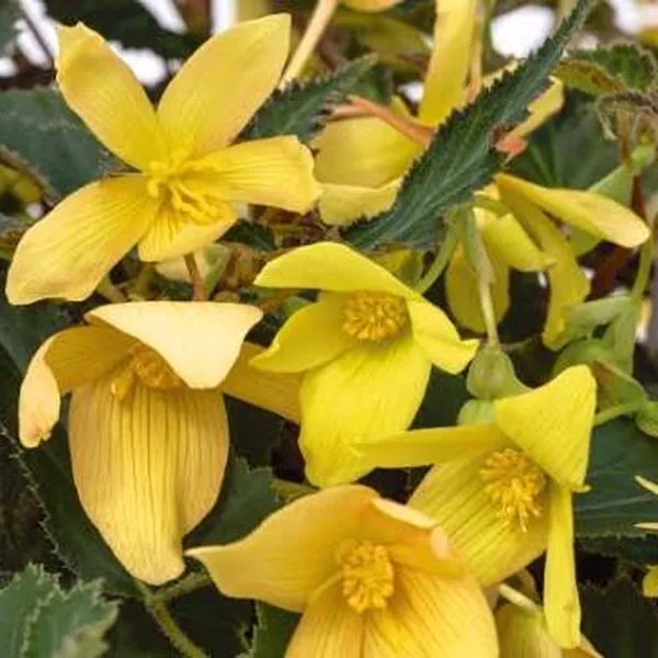 Boliviensis Begonia Groovy Mellow Yellow