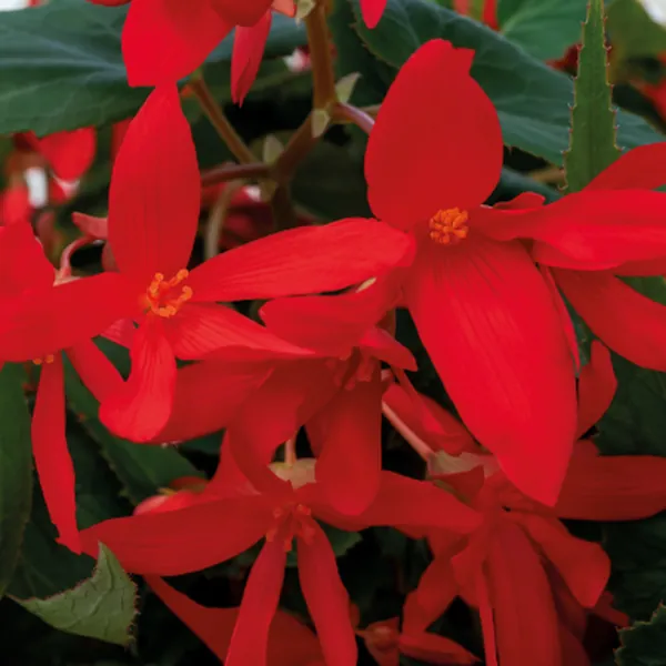 Boliviensis Begonia Groovy Red