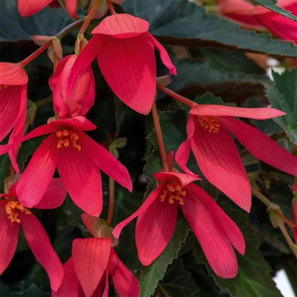 Boliviensis Begonia Groovy Rose