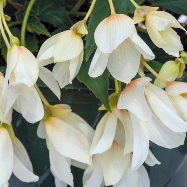 Boliviensis Begonia Groovy White