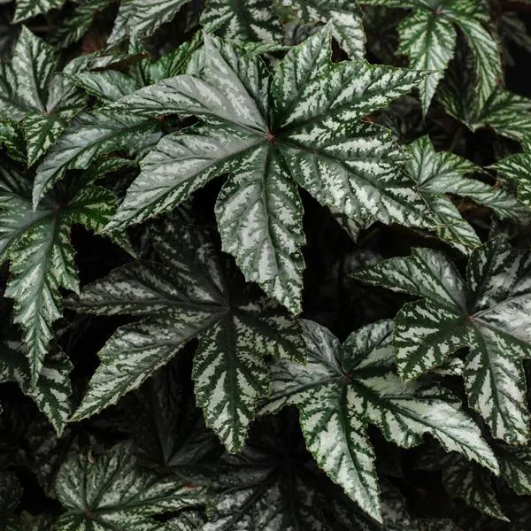Foliage Begonia Gryphon