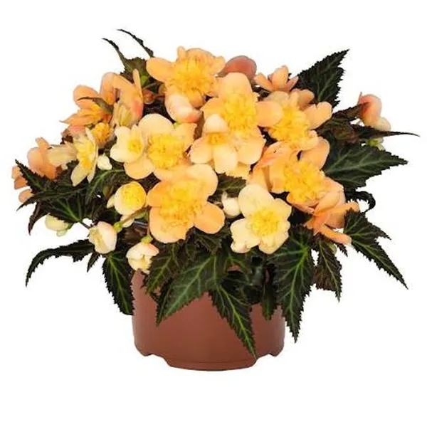 I’Conia Begonia I'conia Bacio Peach