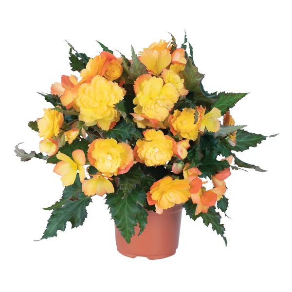 I’Conia Begonia I'conia First Kiss Del Sol