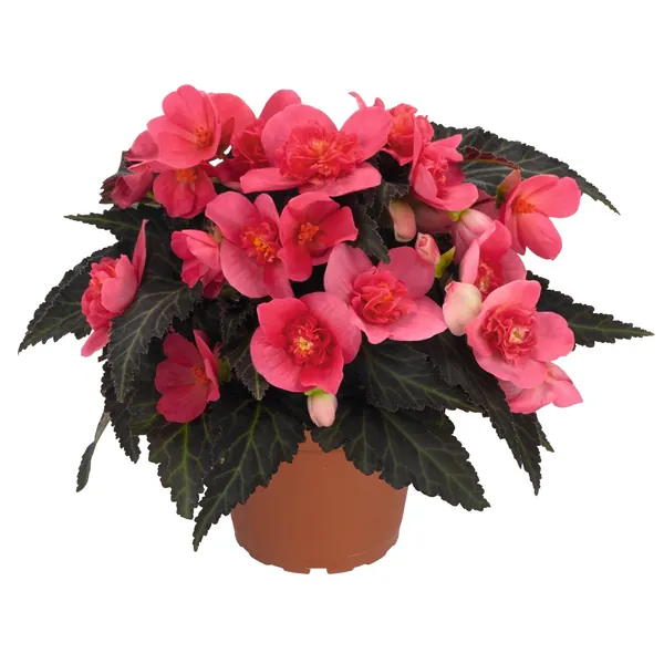 I’Conia Begonia I'conia First Kiss Hot Pink