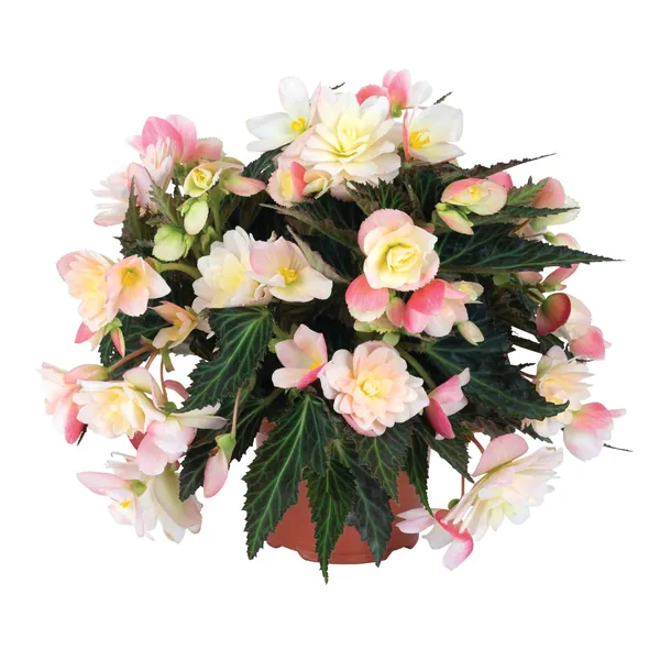 I’Conia Begonia I'conia Lemon Berry