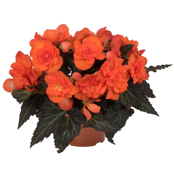 I’Conia Begonia I'conia Portofino Dark Orange