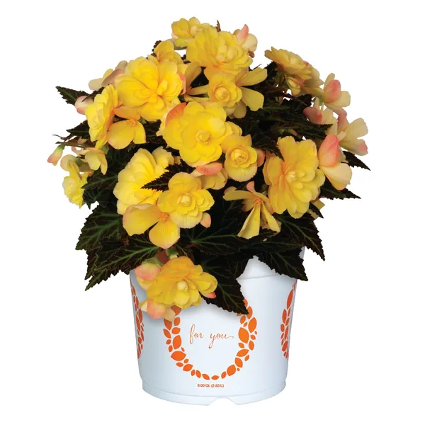 I’Conia Begonia I'conia Portofino Yellow
