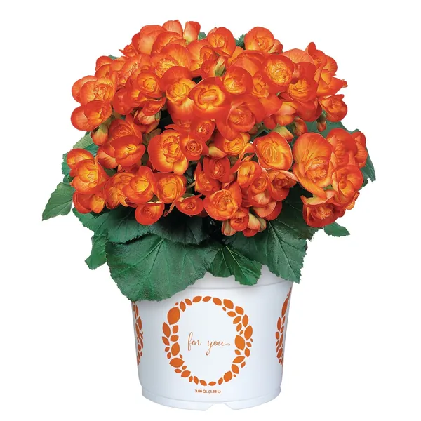 Rieger Begonia Carnival Orange Yellow