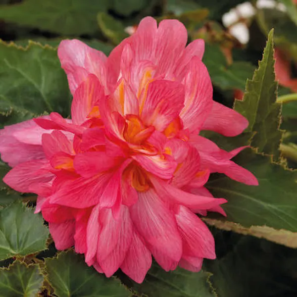 Rieger Begonia Funky Pink