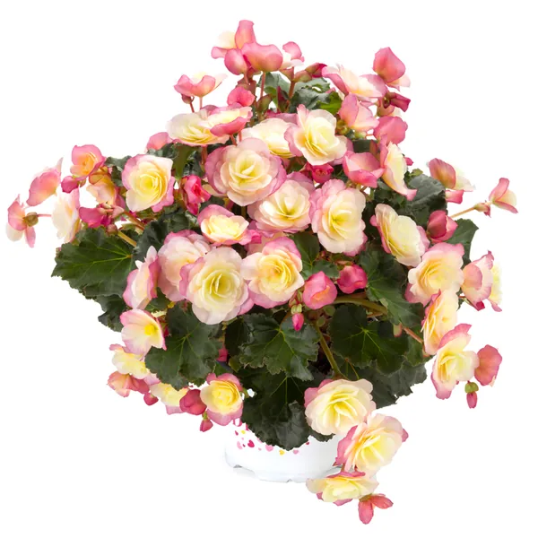 Rieger Begonia Glory Bicolor