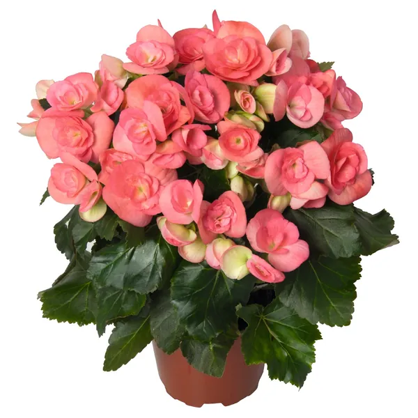 Rieger Begonia Netja Dark