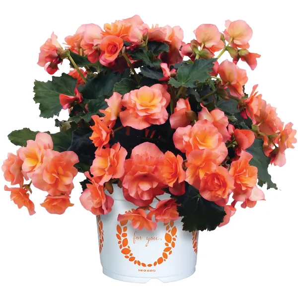 Rieger Begonia Solenia Apricot
