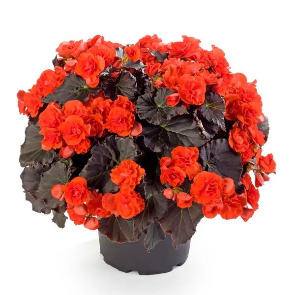 Rieger Begonia Solenia Chocolate Orange