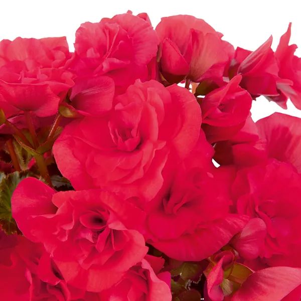 Rieger Begonia Solenia Dark Pink