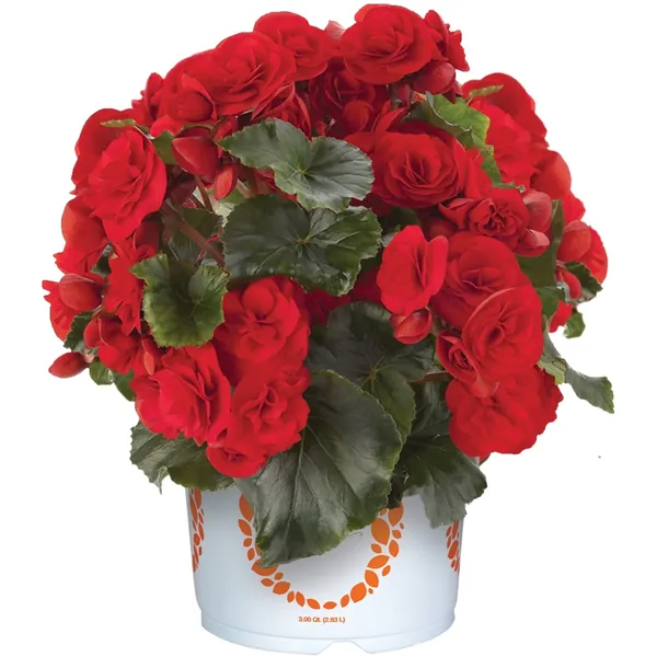 Rieger Begonia Solenia Red Orange