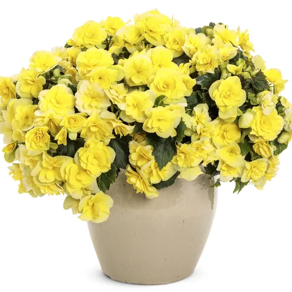 Rieger Begonia Solenia Yellow