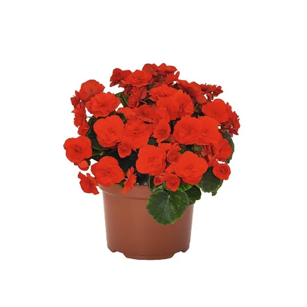 Rieger Begonia Veronica