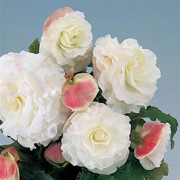 Tuberous Begonia Nonstop Appleblossom