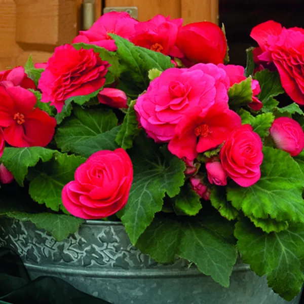Tuberous Begonia Nonstop Deep Rose