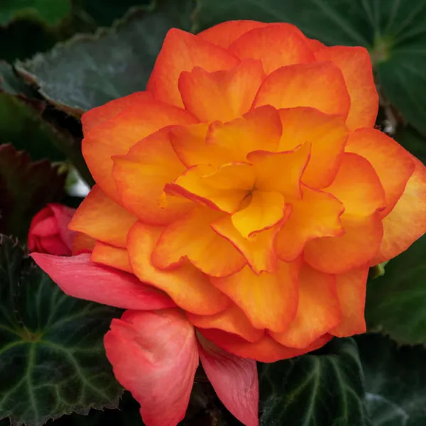 Tuberous Begonia Nonstop Fire