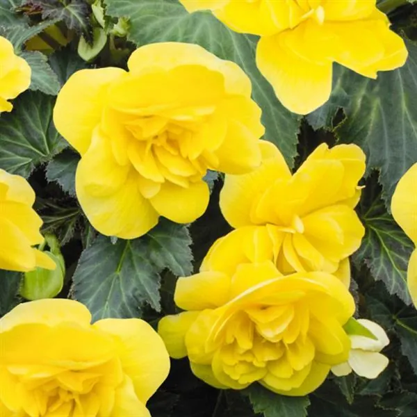 Tuberous Begonia Nonstop JOY Yellow