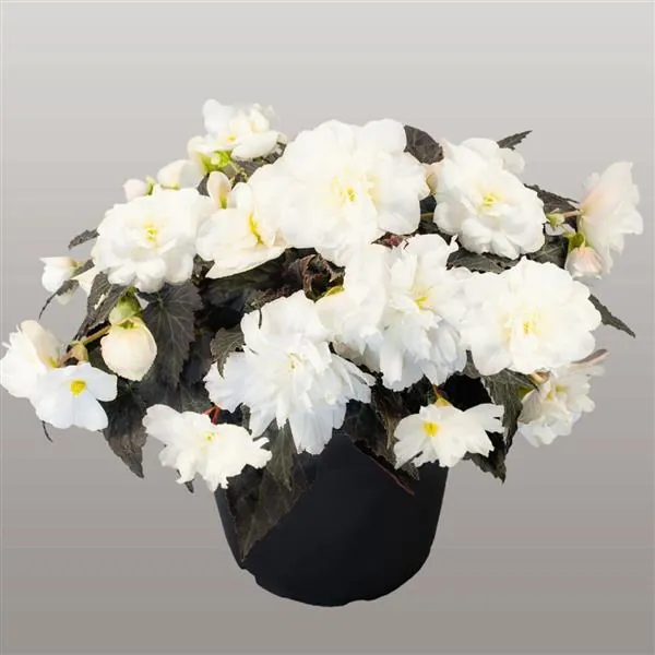 Tuberous Begonia Nonstop Mocca White