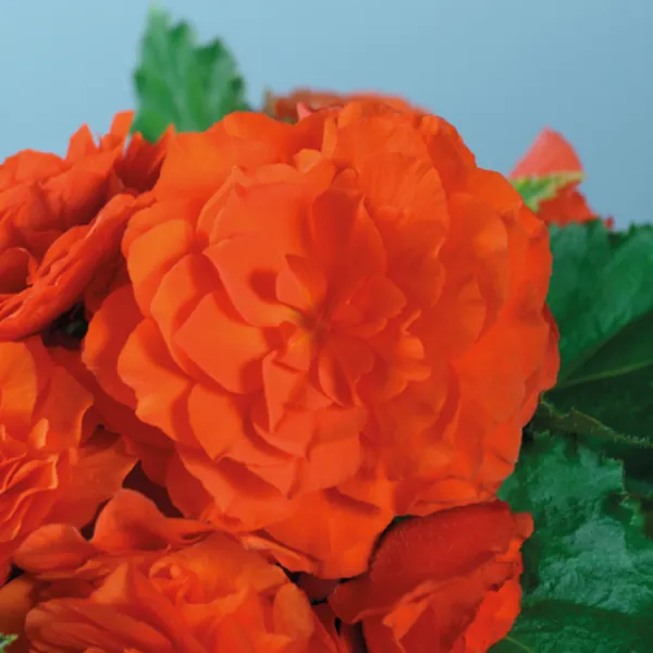 Tuberous Begonia Nonstop Orange