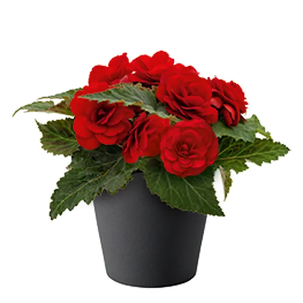 Tuberous Begonia Nonstop Red