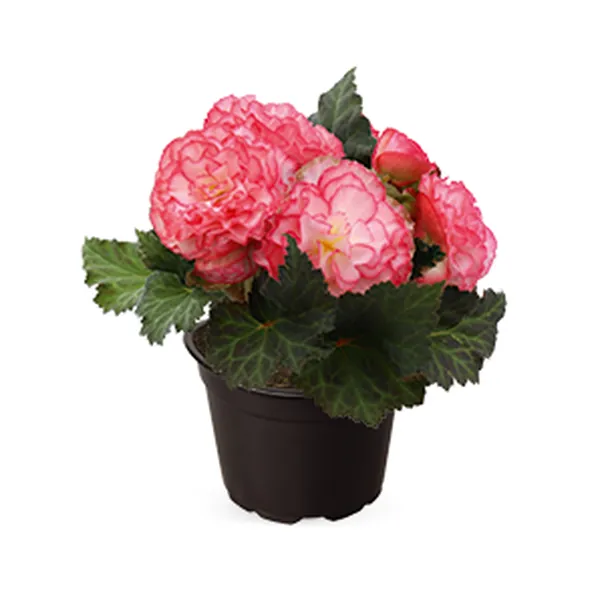 Tuberous Begonia Nonstop Rose Picotee