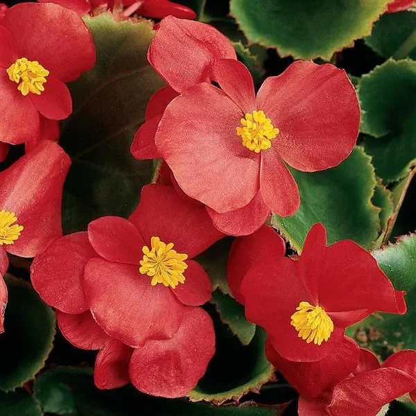 Wax Begonia Prelude Scarlet