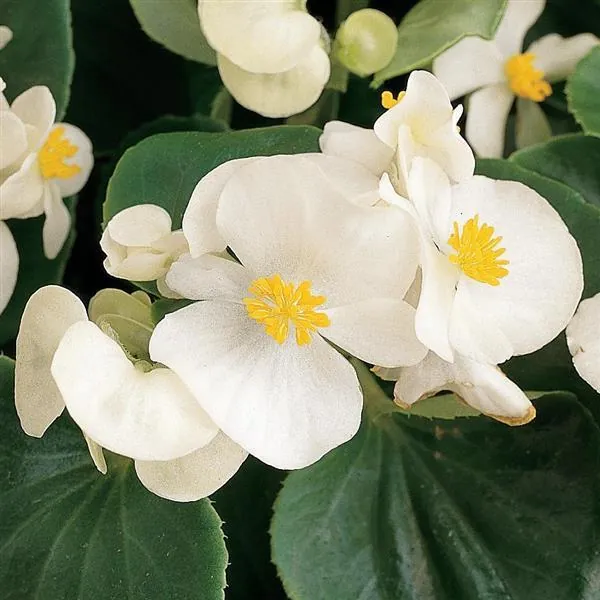 Wax Begonia Prelude White
