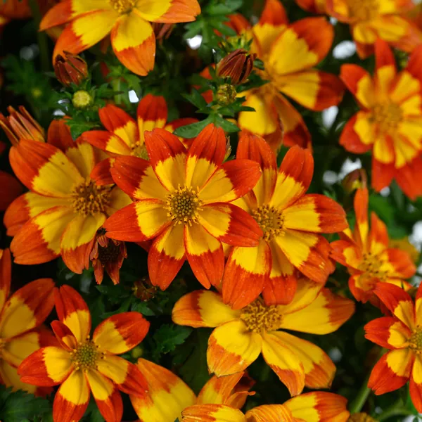 Bidens Blazing Flames
