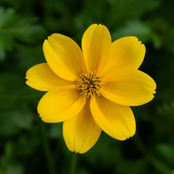 Bidens Golden Empire